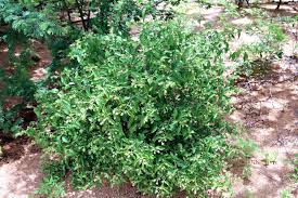 Image result for Psilotrichum scleranthum