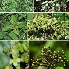 Image result for Premna velutina