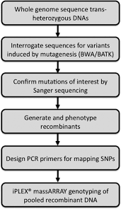 Whole Genome Sequencing And Iplex Massarray Genotyping Map