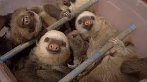 Los perezosos son un grupo de mamíferos xenartranos neotropicales arbóreos , que constituyen el suborden folivora. Sloth Sanctuary Un Refugio Para Perezosos En Costa Rica Youtube