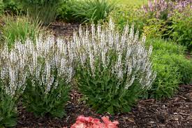White perennial flowers are simple yet stunning. 20 Plants That Like Full Sun Heat Heat Tolerant Plants Proven Winners