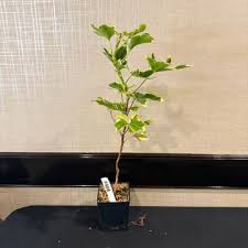 Image result for Chlorophytum perfoliatum