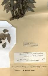 Image result for Chamaeclitandra henriquesiana