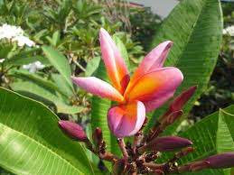 Plumeria Mettalica Plumerias Are Not Often Bothered By Insect Pests But If Your Tree Shows Signs Of Damage From Spider Plumeria White Flies Insecticidal Soap