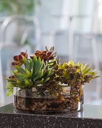Faux Succulent Terrarium Artificial Succulent Plants Succulent Terrarium Open Terrariums