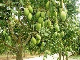 Beras ketan hitam dapat digunakan untuk menjaga kelembabab kulit seperti jenis beras lainnya karena bersifat mendinginkan kulit dan membuat kulit tampak lebih halus dan cerah. Panduan Menanam Mangga Tanaman Timbang Green Nursery Facebook