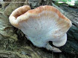 Image result for Ischnoderma resinosum