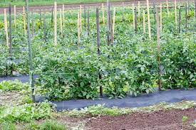 This video focuses on the s. How To Stake Tomatoes Recommendations Properly Rooted