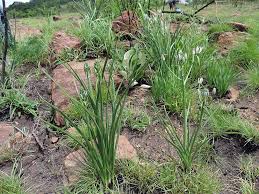 Image result for Albuca setosa