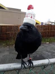 73 Pics That Prove Corvids Are The Biggest Baddasses In The Animal Kingdom Funny Animals Funny Birds Funny Animal Pictures