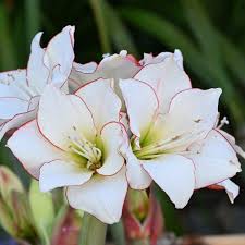 Image result for Hippeastrum