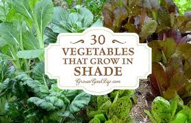 Pros & cons of a shady garden; 30 Vegetables That Grow In Shade Summer Vegetables Garden Garden Plants Vegetable Growing Vegetables