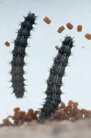 Black And Red Caterpillar Identification Q What Are Those Little Brown Balls Appearing In My Cup Of Caterpillars Answer Those Little Brown Balls Are Frass Or Caterpillar Waste When You S Papillon