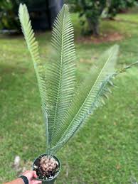 Image result for Dioon