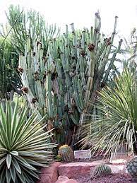 The pot does not come with the cactus. Cereus Repandus Wikipedia