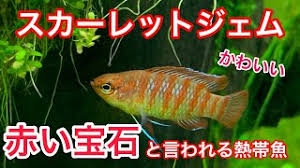 レジェンド・オブ・ルーンテラ(lor)は、riot gamesがお送りする世界的に絶大な人気を誇るmoba『リーグ・オブ・レジェンド(lol)』の世界を舞台にしたストラ 青の祓魔師 damned chord. ã‚¹ã‚«ãƒ¼ãƒ¬ãƒƒãƒˆã‚¸ã‚§ãƒ  èµ¤ã„å®çŸ³ ãŒç¾Žéº—ã§å¯æ„›ã™ãŽãŸ Youtube