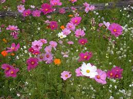 15 Low Maintenance Plants That Require Little Gardening Work Cosmos Plant Low Maintenance Plants Low Maintenance Garden