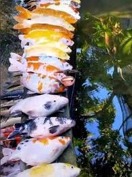 Selain itu, saat dipandang bisa mendatangkan kedamaian. Bersihkan Kolam Ikan Agar Bersih Pria Ini Malah Alami Hal Apes Citizen6 Liputan6 Com