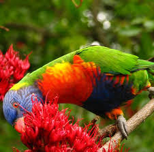 Image result for Hippocratea parvifolia