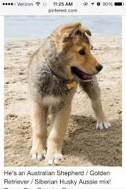 Golden retriever mix australian shepherd. Golden Retriever Husky German Australian Shepherd Novocom Top