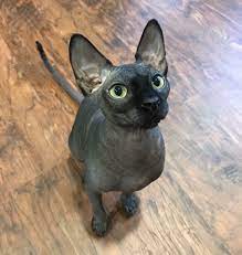 Sphynx Rex Specialty Purebred Cat Rescue