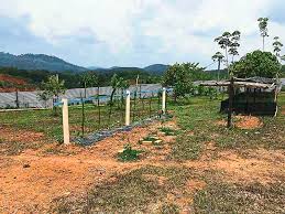 New pricing 25th august ! Department Of Agriculture Lends A Helping Hand To Develop Idle Land