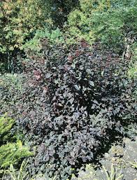 Trees To Catch Our Eye In Winter Canada S Local Gardener Magazine The stunning deep purple foliage of this versatile shrub makes it a standout in the garden.