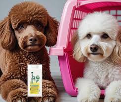 Meet Your Future Furry Friend at CAMO Rescue's Adoption Event