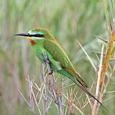 And can't seem to get clear background for a snapshot. Blue Cheeked Bee Eater Wikipedia