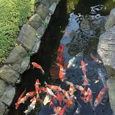 Menu koi koi ideal design kolam sistem filtrasi pemijahan koi hama dan penyakit. Detail Skema Filter Kolam Ikan Koi Sederhana Dan Prinsip Kerjanya Arafuru