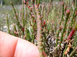 Image result for Sarcocornia