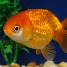 Check spelling or type a new query. Ranchu Goldfish Next Day Koi