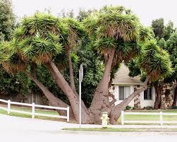 View Topic Yucca Elephantipes Home Renovation Building Forum