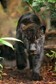 Aramis Jaguar D Amerique Du Sud Panthera Onca Photo F G Grandin Mnhn Z Hayvan Fotografciligi Cok Sirin Hayvanlar Vahsi Hayvanlar