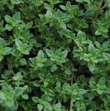 Annuals have showy blooms all season long, while perennials generally have less flashy flowers for a period of two to eight weeks (which may appear in the beginning, middle or end of the growing season). English Thyme Plants For Sale Thymus Vulgaris The Growers Exchange