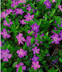 Purple Periwinkle Atropurpurea Vinca Minor Six Pack For Sale Buy Online For Only 17 99