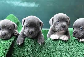 American bully puppies available now! Is An American Bully A Pitbull Fully Explained Pawleaks