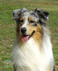 Black And White Cattle Dog Long Hair Australian Shepherd Dog Australian Shepherd Dogs Australian Shepherd Dogs