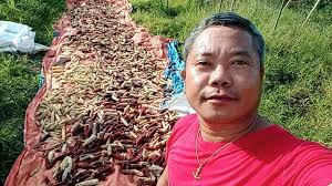 Harmony (different types of corn combination)