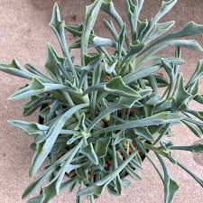 Image result for Senecio sp.no.1