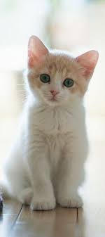 Kitters Hows Long Do Ya Think It Woulds Take To Scroll Thru Some 26 000 Pins In One Frame Cute Cats Kittens Cutest Beautiful Kittens