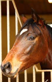 Wacaria (GER) 2013 | Turf-Times Deutschland
