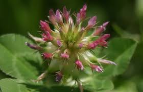 Image result for Trifolium spumosum