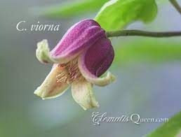 Plants that start with k. Photos Of Clematis Starting With V Clematis Climbing Clematis Beautiful Flowers