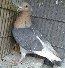 Pin By Alperkara36 On Guvercin In 2020 Pigeon Pictures Pigeon Pictures