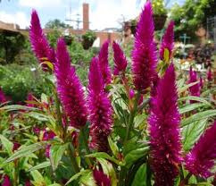 Celosia Intenz Dark Purple