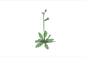Image result for Arabidopsis