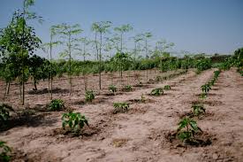 An additional cause of forest loss and degradation is the widespread replacement of primary and. Our Project In Senegal