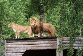 This is borås djurpark by martin landström on vimeo, the home for high quality videos and the people who love them. Boras Zoo Mapio Net