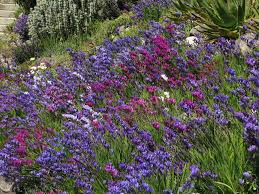 Image result for Babiana